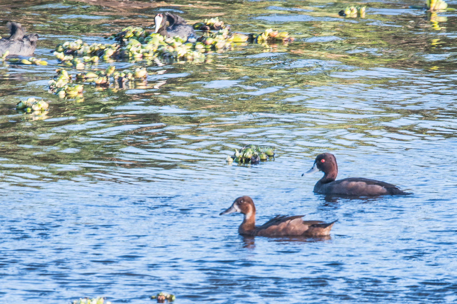 Nettes brunes (Southern pochard, netta erythrophtalma), couple nuptial, Strandfontein sewer works, Afrique du sud.